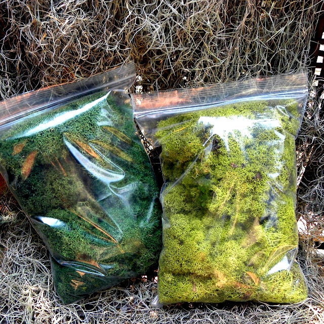 4 Oz Preserved Reindeer Moss in 3 Beautiful Colors-Spring Green Or Forest Green and natural