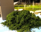 BULK Moss Preserved box filled with no less than 24 Oz ,Sphagnum Moss- Wedding Decor,Basket filler,woodland moss-Preserved moss for baskets