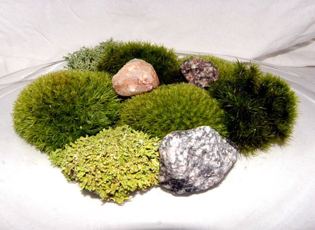 Simple Terrarium Moss and Minerals Add On Kit-Over 10 square inches