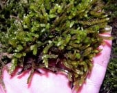 Ferns and Feather Moss-2 types of Terrarium Moss fern Moss & Feather Moss-Live Moss-Quart bag of mossy fun