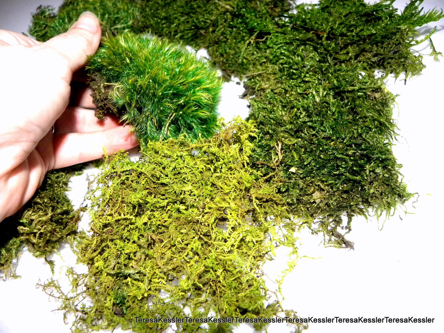 Mood moss PRESERVED Moss Samples-Small snack Bag of Assorted sheet moss and mood moss