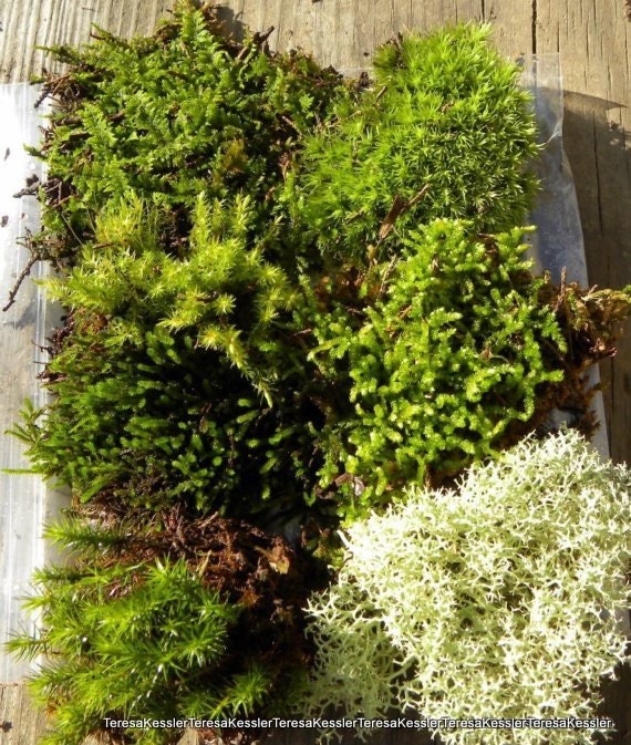 Super Moss Sampler Pack-6 or more varieties included-Great for Terrariums and Vivariums-Weddings