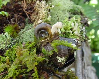 Large Ramshorn Clay Snail-Snail Only Here