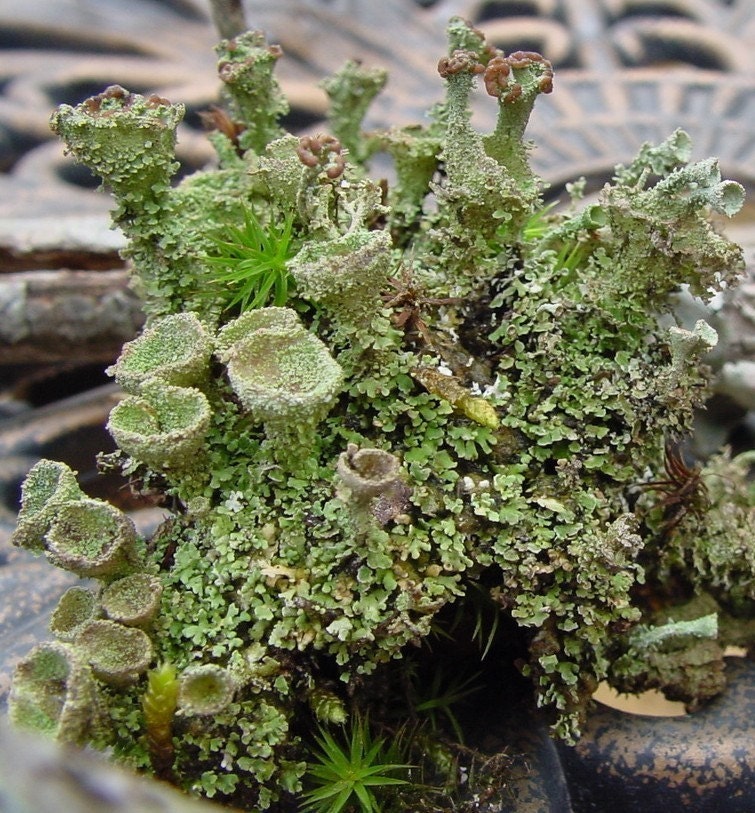 Pixie cup lichen-Crazy Cladonia and Freaky fruiticose Lichens-5 Sections total great for Terrariums