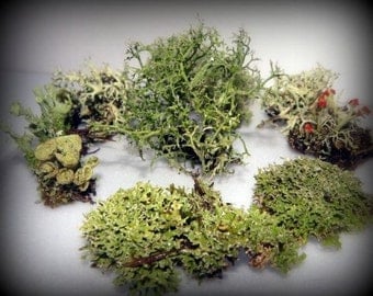 10 Piece Lichen Terrarium Kit-Tube Lichen-Reindeer Moss-British Soldier-Cladonia-Fruiticose and more