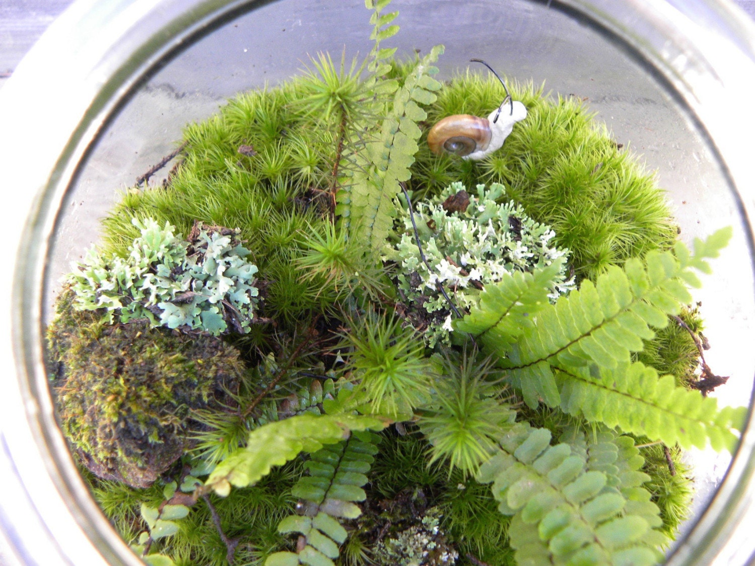 DIY Large Moss and lichen Terrarium kit - Build your own-FREE 17 Page Moss Care Book included