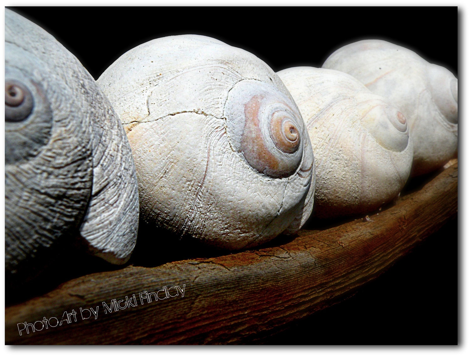 Moon Shells - 8x10 Fine Art Photo Print