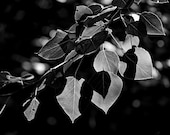 Cottonwood Leaves (Back-lit) - A delicate study in shadow and light  -       8 x 12 Fine Art Black and White Photograph