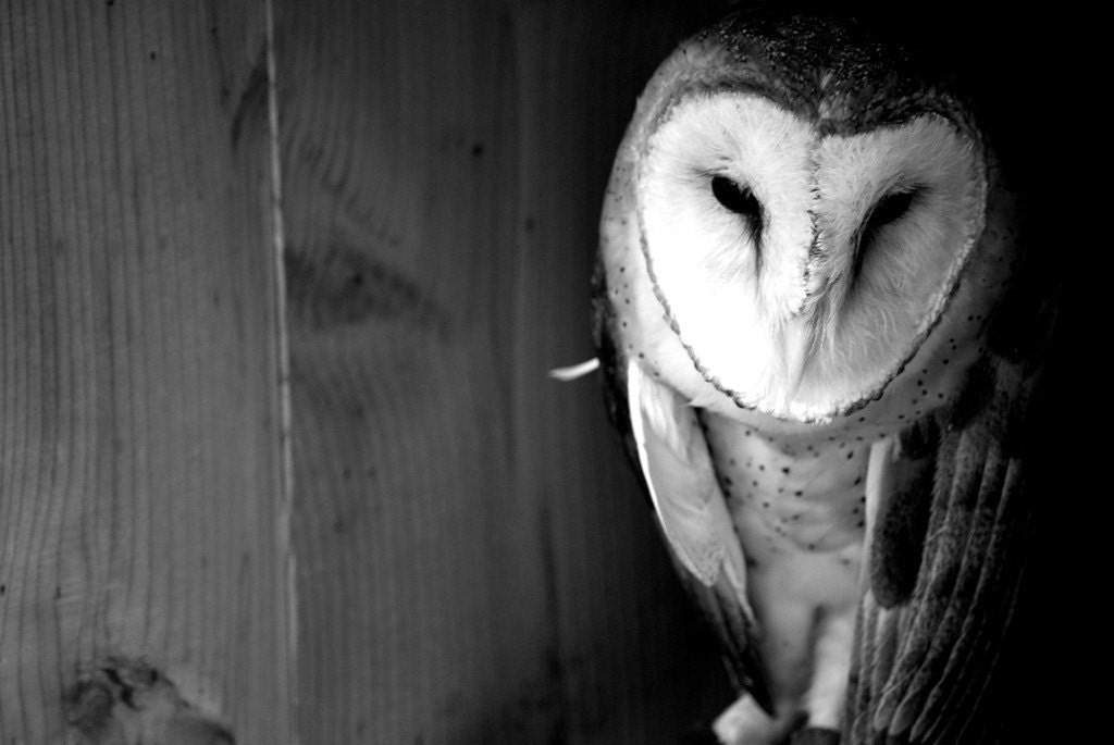 Barn Owl 8 x 10 Metallic Photographic Print - BlackWillowSoul