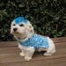 Dog Clothes Vest Blue Bone Camo