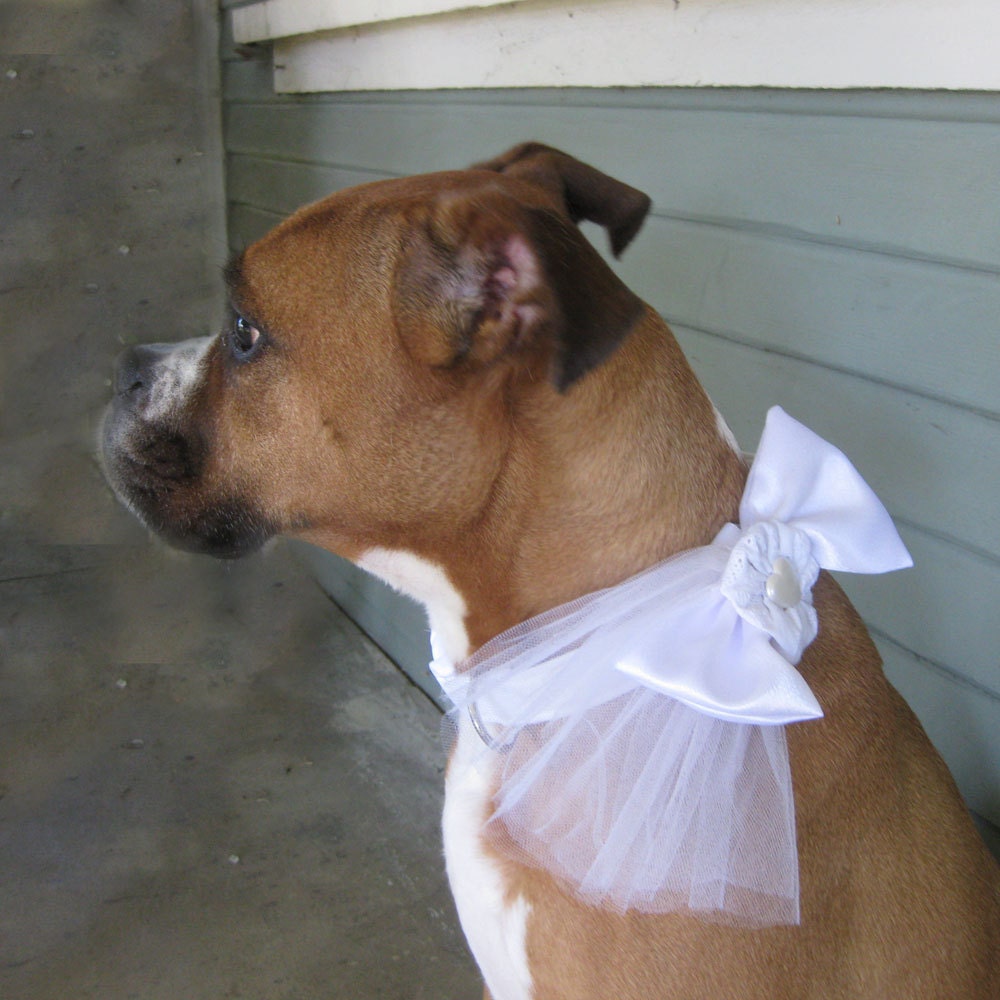White Dog Collar and Bow Wedding