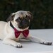 Dog Bow Tie Collar Cranberry Wedding Photo Prop