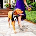Dog Tuxedo Bow Tie Wedding Special Event Pinstripe