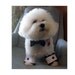 Dog Bow Tie and Cuffs Set Black Satin Wedding Formal Wear