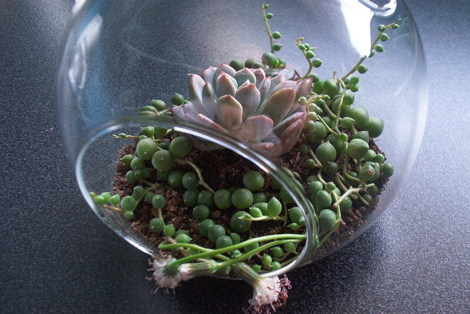 Succulent Terrarium Hanging Orb - Pearl Bubbles