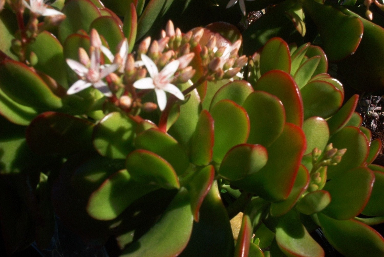 Jade Cuttings - 3 Crassula Ovata Succulent Plant Cuttings