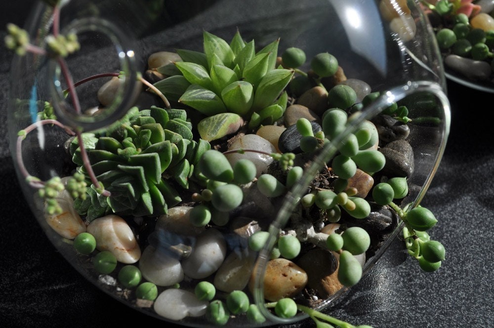 Succulent Terrarium Shade - Through the Looking Glass... A Shade Loving Mysterious Hanging Succulent Terrarium Orb
