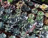 Custom Order for Stevie - 300 Succulent Cuttings and 40 Plants