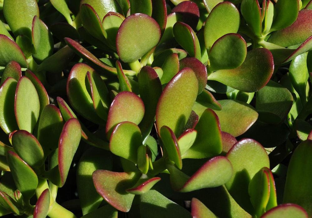Crassula Ovata Large Succulent Plant Cutting