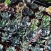 200 Wedding Favor Centerpieces Decorations Succulent Plants Flowers Gifts Bouquets