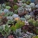 200 Wedding Favor Centerpieces Decorations Succulent Plants Flowers Gifts Bouquets