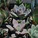 200 Wedding Favor Centerpieces Decorations Succulent Plants Flowers Gifts Bouquets