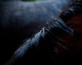 Horses - Limited Edition 8X12 fine art signed photograph, horses mane, dark blue, black, moody