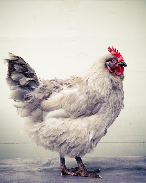 Gray Chicken- Fine Art signed animal photograph - Chicken - janeheller