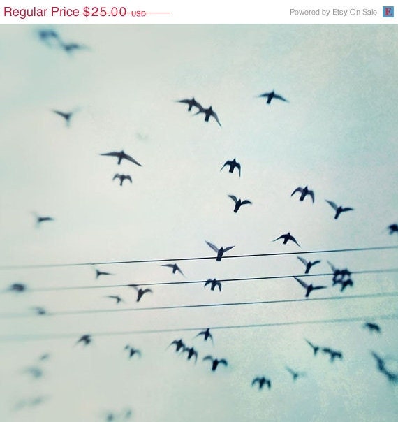 SALE - 25% OFF Bird Nature Photography, Blue, Sky, Winter - Passing By - 8x8 Signed Print by Tina Crespo Philadelphia Photographer