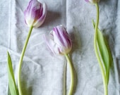 Spring, Tulips, Flowers, Linen, Green, Whimsical, Fresh - Tulips II - Nature Photo by Tina Crespo