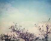Bird Photography, Home Decor, Sky, Trees, Black Birds, Flight, Clouds, Dreamy - Birds of Clearwater (1) - 8x12 Signed Print by Tina Crespo