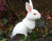 OOAK Needle felted Alpaca Life Size Albino White Bunny Rabbit Poseable  Free shipping