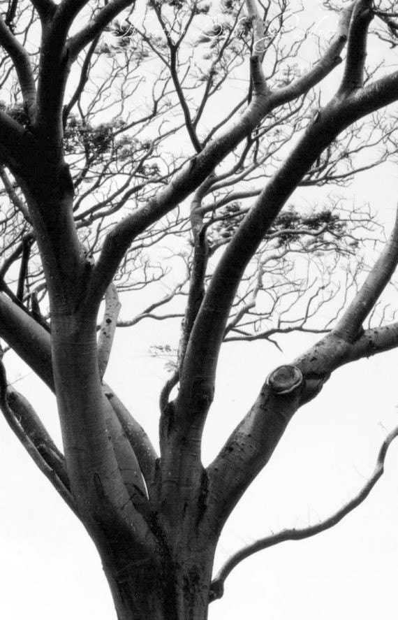 Ancient Roots Fine Art Photo
