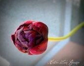 Fragile 8x12 Tulip Fine Art Photograph