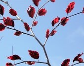 TriColor Beech Tree 8x10 Fine Photograph