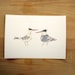 Elegant Tern 5x7 Print