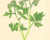 Fernleaf Phacelia