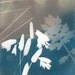 Cyanotype pressed flowers