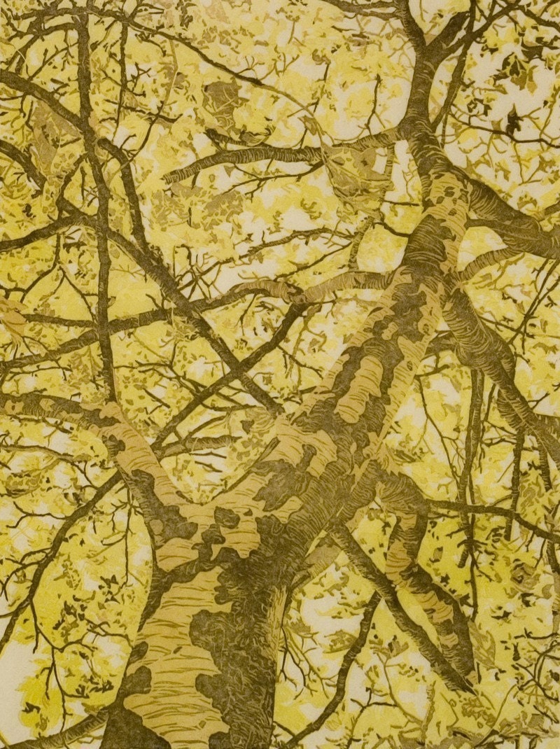 Sycamore