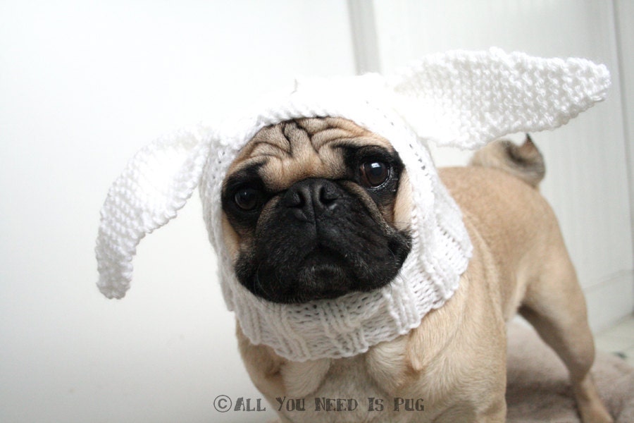 Rabbit Dog Hat
