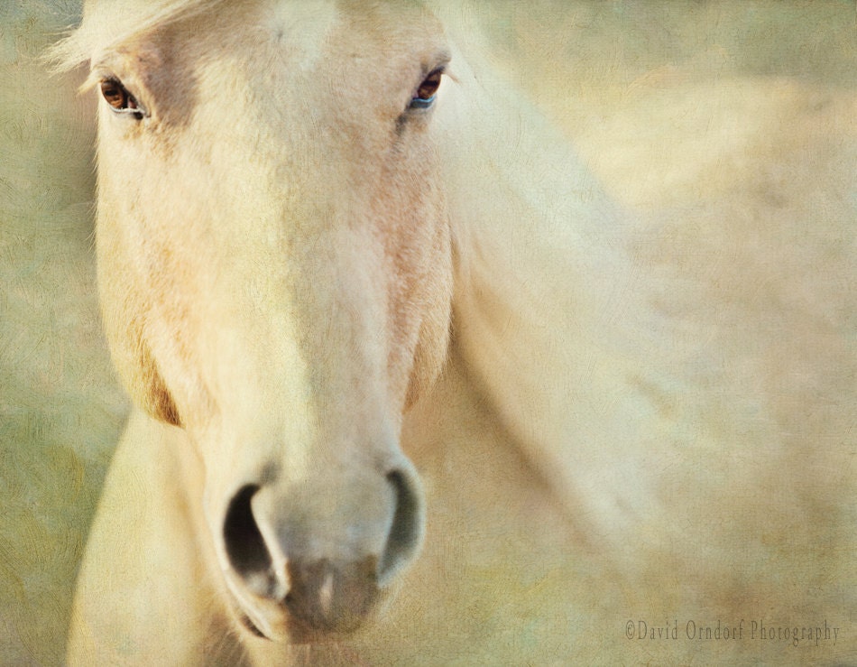 Horse Whisper - Horse Photography - Animal Portrait - 8x10 Fine Art Print