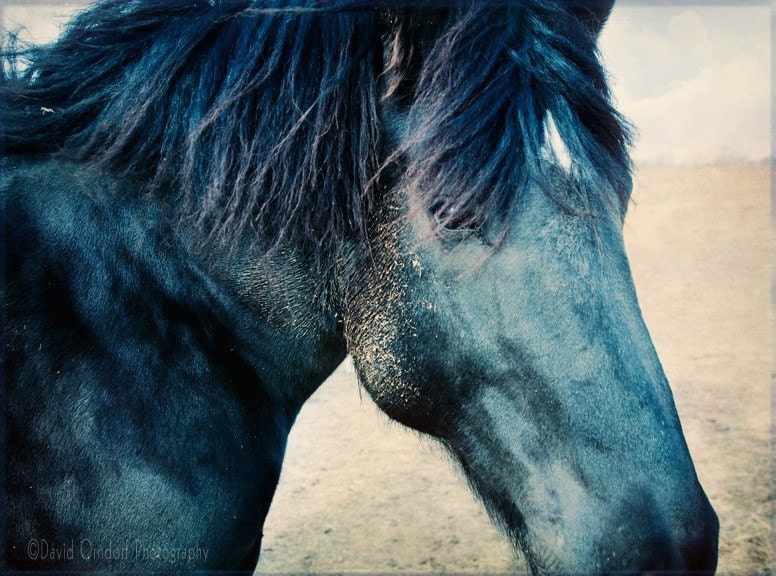 Horse Photograph - Horse Portrait - Fine Art Print - 7.5 x 10 - Animal photography - Blue Merlin