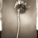 Sunflower Study 02