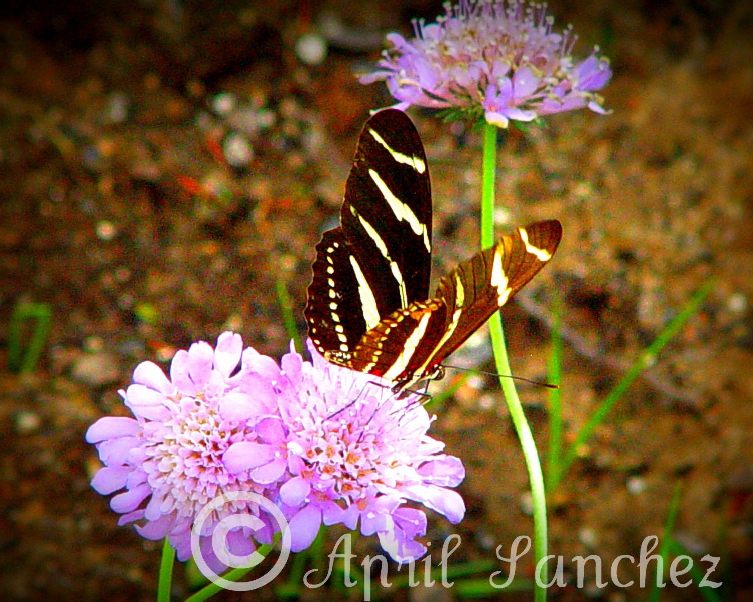Striped Butterfly II - 8x10 Photo Art