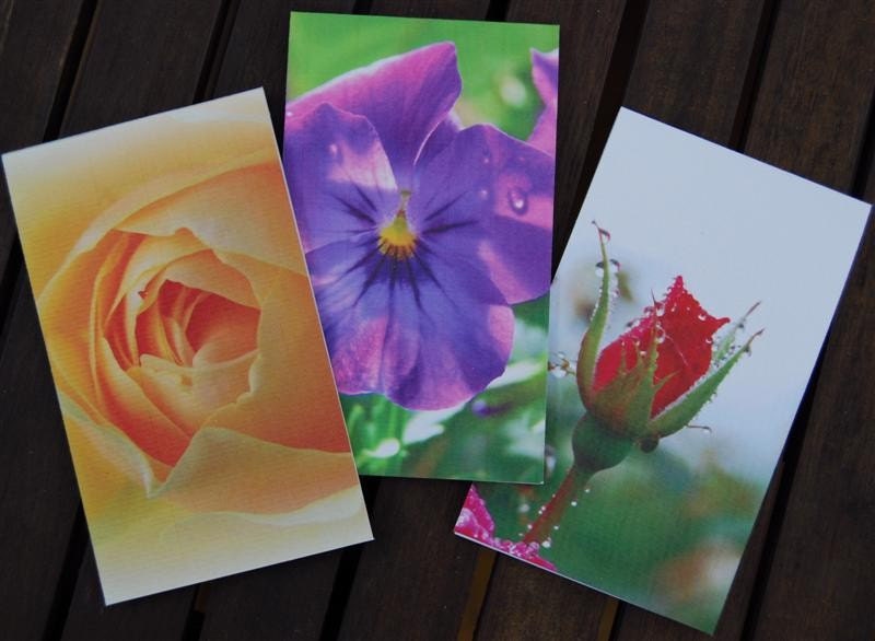 Flower Notepads - photographic viola and rose design - set of three