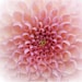 Pink Crysanthemum printable photo flower macro print home decor 8x10, 16x20, 11x14 20x30