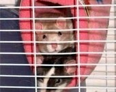 Comfy Cozy Rattie Tube, Standard - Pet Rats