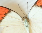 Great Orange Tip Real Framed Butterfly