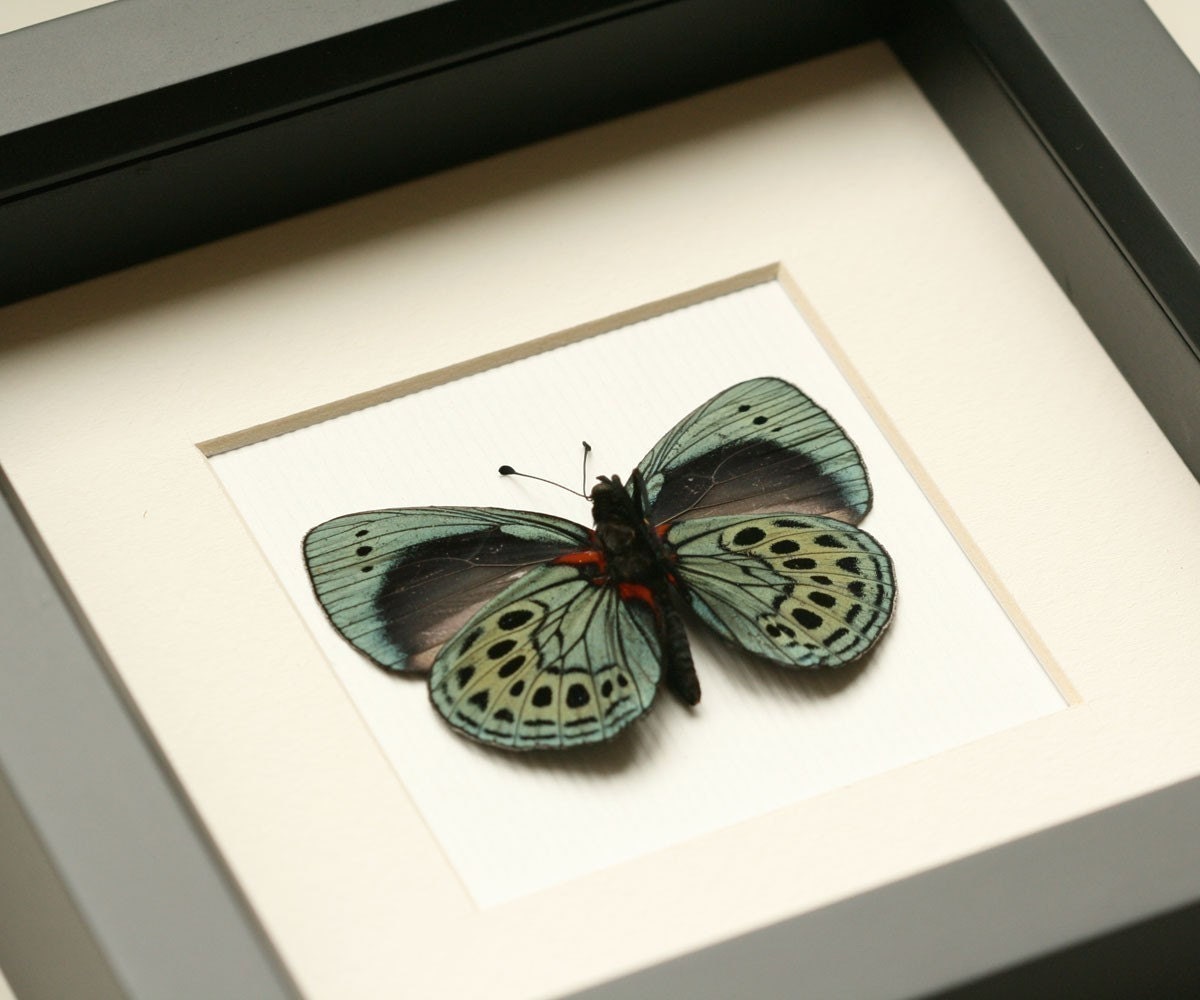 Charles Darwin Real Butterfly Display - BugUnderGlass