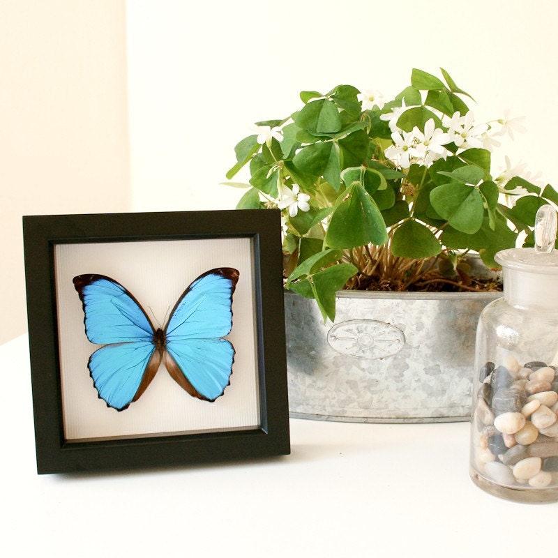 Blue Morpho Butterfly Real Butterfly Display